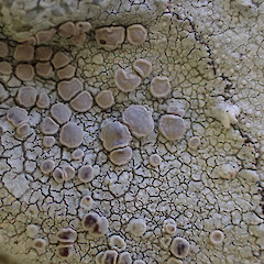 Lecanora farinacea