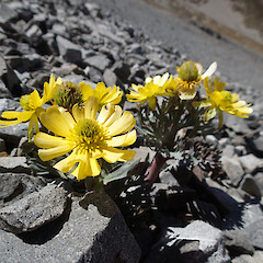 Craigieburn Range.<br>Photographer: Jane Gosden, Date taken: 14/11/2020, Licence: <a target='_blank' href='https://creativecommons.org/licenses/by-nc-sa/4.0'>CC BY-NC-SA</a>. <a class='member-message' href='/nzpcn/why-join-nzpcn/' target='_blank'>Members can view a larger version of this image.</a>