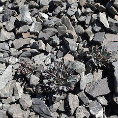 Craigieburn Range.<br>Photographer: Jane Gosden, Date taken: 14/11/2020, Licence: <a target='_blank' href='https://creativecommons.org/licenses/by-nc-sa/4.0'>CC BY-NC-SA</a>. <a class='member-message' href='/nzpcn/why-join-nzpcn/' target='_blank'>Members can view a larger version of this image.</a>