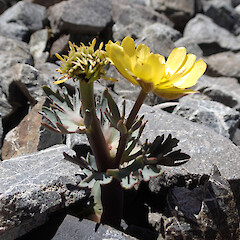 Craigieburn Range.<br>Photographer: Jane Gosden, Date taken: 14/11/2020, Licence: <a target='_blank' href='https://creativecommons.org/licenses/by-nc-sa/4.0'>CC BY-NC-SA</a>. <a class='member-message' href='/nzpcn/why-join-nzpcn/' target='_blank'>Members can view a larger version of this image.</a>