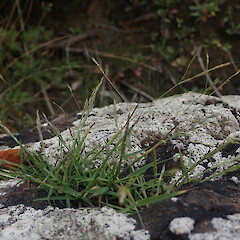 A few plants seen on rock cliffs above the high tide line, Whangārei Heads, Northland.<br>Photographer: Marley Ford, Date taken: 10/11/2020, Licence: <a target='_blank' href='https://creativecommons.org/licenses/by-nc/4.0'>CC BY-NC</a>. <a class='member-message' href='/nzpcn/why-join-nzpcn/' target='_blank'>Members can view a larger version of this image.</a>
