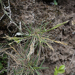 Scattered on exposed face in coastal forest with Euchiton, Whangārei Heads, Northland.<br>Photographer: Marley Ford, Date taken: 27/01/2024, Licence: <a target='_blank' href='https://creativecommons.org/licenses/by-nc/4.0'>CC BY-NC</a>. <a class='member-message' href='/nzpcn/why-join-nzpcn/' target='_blank'>Members can view a larger version of this image.</a>