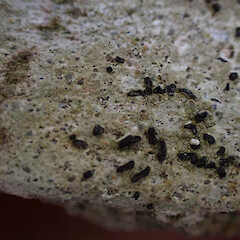 Local saxicolous on rock outcrop above scrub, Trotters Gorge, Otago.<br>Photographer: Marley Ford, Date taken: 02/11/2025, Licence: <a target='_blank' href='https://creativecommons.org/licenses/by-nc/4.0'>CC BY-NC</a>. <a class='member-message' href='/nzpcn/why-join-nzpcn/' target='_blank'>Members can view a larger version of this image.</a>