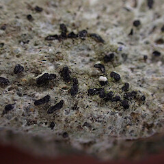 Local saxicolous on rock outcrop above scrub, Trotters Gorge, Otago.<br>Photographer: Marley Ford, Date taken: 02/11/2025, Licence: <a target='_blank' href='https://creativecommons.org/licenses/by-nc/4.0'>CC BY-NC</a>. <a class='member-message' href='/nzpcn/why-join-nzpcn/' target='_blank'>Members can view a larger version of this image.</a>