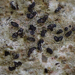 Opegrapha diaphoriza