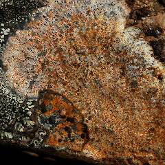 Lecidea lapicida var. lapicida