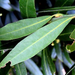 cv ‘Angustifolia’; Upokongaro cafe garden; Whanganui.<br>Photographer: Colin C. Ogle, Date taken: 05/04/2026, Licence: <a target='_blank' href='https://creativecommons.org/licenses/by-nc/4.0'>CC BY-NC</a>. <a class='member-message' href='/nzpcn/why-join-nzpcn/' target='_blank'>Members can view a larger version of this image.</a>