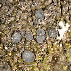 Photographer: Melissa Hutchison, Date taken: 24/04/2026, Licence: <a target='_blank' href='https://creativecommons.org/licenses/by-nc/4.0'>CC BY-NC</a>. <a class='member-message' href='/nzpcn/why-join-nzpcn/' target='_blank'>Members can view a larger version of this image.</a>