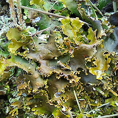 Damp rock.<br>Photographer: Melissa Hutchison, Date taken: 01/04/2026, Licence: <a target='_blank' href='https://creativecommons.org/licenses/by-nc/4.0'>CC BY-NC</a>. <a class='member-message' href='/nzpcn/why-join-nzpcn/' target='_blank'>Members can view a larger version of this image.</a>