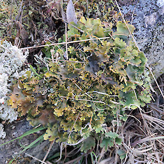 Damp rock.<br>Photographer: Melissa Hutchison, Date taken: 01/04/2026, Licence: <a target='_blank' href='https://creativecommons.org/licenses/by-nc/4.0'>CC BY-NC</a>. <a class='member-message' href='/nzpcn/why-join-nzpcn/' target='_blank'>Members can view a larger version of this image.</a>
