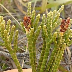 Red tussock wetland.<br>Photographer: Melissa Hutchison, Date taken: 15/03/2026, Licence: <a target='_blank' href='https://creativecommons.org/licenses/by-nc/4.0'>CC BY-NC</a>. <a class='member-message' href='/nzpcn/why-join-nzpcn/' target='_blank'>Members can view a larger version of this image.</a>