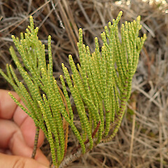 Red tussock wetland.<br>Photographer: Melissa Hutchison, Date taken: 15/03/2026, Licence: <a target='_blank' href='https://creativecommons.org/licenses/by-nc/4.0'>CC BY-NC</a>. <a class='member-message' href='/nzpcn/why-join-nzpcn/' target='_blank'>Members can view a larger version of this image.</a>