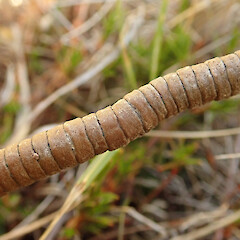 Red tussock wetland.<br>Photographer: Melissa Hutchison, Date taken: 15/03/2026, Licence: <a target='_blank' href='https://creativecommons.org/licenses/by-nc/4.0'>CC BY-NC</a>. <a class='member-message' href='/nzpcn/why-join-nzpcn/' target='_blank'>Members can view a larger version of this image.</a>
