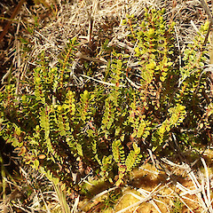 Red tussock wetland.<br>Photographer: Melissa Hutchison, Date taken: 15/03/2026, Licence: <a target='_blank' href='https://creativecommons.org/licenses/by-nc/4.0'>CC BY-NC</a>. <a class='member-message' href='/nzpcn/why-join-nzpcn/' target='_blank'>Members can view a larger version of this image.</a>