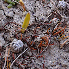 Hakatere Conservation Park; ephemeral wetland; dry kettle hole; with Ophioglossum coriaceum.<br>Photographer: Jane Gosden, Date taken: 25/03/2026, Licence: <a target='_blank' href='https://creativecommons.org/licenses/by-nc-sa/4.0'>CC BY-NC-SA</a>. <a class='member-message' href='/nzpcn/why-join-nzpcn/' target='_blank'>Members can view a larger version of this image.</a>