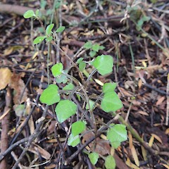 Seedling, northern Southland.<br>Photographer: Jesse Bythell, Date taken: 17/02/2016, Licence: <a target='_blank' href='https://creativecommons.org/licenses/by-nc/4.0'>CC BY-NC</a>. <a class='member-message' href='/nzpcn/why-join-nzpcn/' target='_blank'>Members can view a larger version of this image.</a>