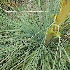 Hokonui Hills, Southland.<br>Photographer: Jesse Bythell, Date taken: 04/12/2015, Licence: <a target='_blank' href='https://creativecommons.org/licenses/by-nc/4.0'>CC BY-NC</a>. <a class='member-message' href='/nzpcn/why-join-nzpcn/' target='_blank'>Members can view a larger version of this image.</a>