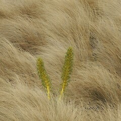 Habitat, Hokonui Hills, Southland.<br>Photographer: Jesse Bythell, Date taken: 04/12/2015, Licence: <a target='_blank' href='https://creativecommons.org/licenses/by-nc/4.0'>CC BY-NC</a>. <a class='member-message' href='/nzpcn/why-join-nzpcn/' target='_blank'>Members can view a larger version of this image.</a>