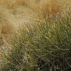 Hokonui HIlls, Southland.<br>Photographer: Jesse Bythell, Date taken: 04/12/2015, Licence: <a target='_blank' href='https://creativecommons.org/licenses/by-nc/4.0'>CC BY-NC</a>. <a class='member-message' href='/nzpcn/why-join-nzpcn/' target='_blank'>Members can view a larger version of this image.</a>