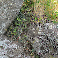Banks Peninsula, Canterbury.<br>Photographer: Melissa Hutchison, Date taken: 13/12/2012, Licence: <a target='_blank' href='https://creativecommons.org/licenses/by-nc/4.0'>CC BY-NC</a>. <a class='member-message' href='/nzpcn/why-join-nzpcn/' target='_blank'>Members can view a larger version of this image.</a>