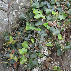 Banks Peninsula, Canterbury.<br>Photographer: Melissa Hutchison, Date taken: 13/12/2012, Licence: <a target='_blank' href='https://creativecommons.org/licenses/by-nc/4.0'>CC BY-NC</a>. <a class='member-message' href='/nzpcn/why-join-nzpcn/' target='_blank'>Members can view a larger version of this image.</a>
