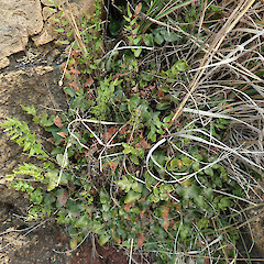 Banks Peninsula.<br>Photographer: Melissa Hutchison, Date taken: 05/11/2022, Licence: <a target='_blank' href='https://creativecommons.org/licenses/by-nc/4.0'>CC BY-NC</a>. <a class='member-message' href='/nzpcn/why-join-nzpcn/' target='_blank'>Members can view a larger version of this image.</a>