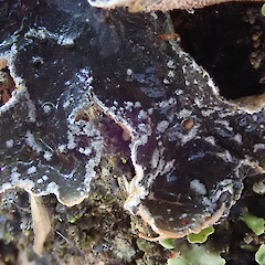Photographer: Melissa Hutchison, Date taken: 23/01/2020, Licence: <a target='_blank' href='https://creativecommons.org/licenses/by-nc/4.0'>CC BY-NC</a>. <a class='member-message' href='/nzpcn/why-join-nzpcn/' target='_blank'>Members can view a larger version of this image.</a>