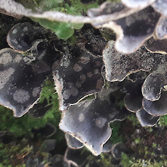 Port Hills, Christchurch.<br>Photographer: Melissa Hutchison, Date taken: 02/08/2023, Licence: <a target='_blank' href='https://creativecommons.org/licenses/by-nc/4.0'>CC BY-NC</a>. <a class='member-message' href='/nzpcn/why-join-nzpcn/' target='_blank'>Members can view a larger version of this image.</a>