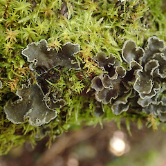 Awa Awa Rata Reserve, Canterbury.<br>Photographer: Melissa Hutchison, Date taken: 12/09/2020, Licence: <a target='_blank' href='https://creativecommons.org/licenses/by-nc/4.0'>CC BY-NC</a>. <a class='member-message' href='/nzpcn/why-join-nzpcn/' target='_blank'>Members can view a larger version of this image.</a>