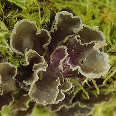 Awa Awa Rata Reserve, Canterbury.<br>Photographer: Melissa Hutchison, Date taken: 12/09/2020, Licence: <a target='_blank' href='https://creativecommons.org/licenses/by-nc/4.0'>CC BY-NC</a>. <a class='member-message' href='/nzpcn/why-join-nzpcn/' target='_blank'>Members can view a larger version of this image.</a>