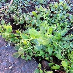 Pisum sativum